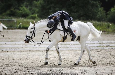 Horse Facts, English Horse, Horse Dressage, Horse Boarding, Horse Aesthetic, Horse Drawing, Horse Quotes, Horse Owner, Arabian Horse