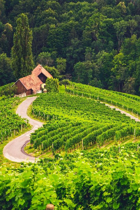 Travel Slovenia, Europe Places, Visit Slovenia, Van Travel, Making Wine, Visit Georgia, Slovenia Travel, Travel 2024, Wine Tourism