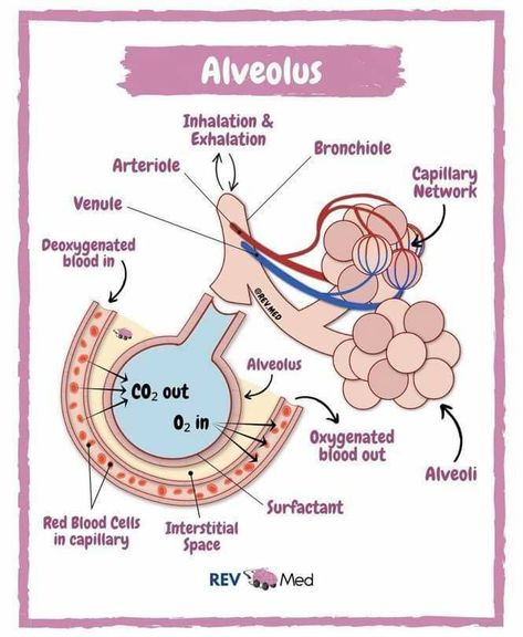 Gas Exchange, Nursing School Essential, Anatomy Lessons, Vet Medicine, Basic Anatomy And Physiology, Nurse Study Notes, Nursing Student Tips, Biology Facts, Medical Student Study