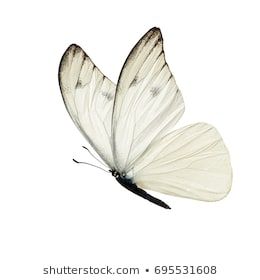 Butterfly Images, Stock Photos & Vectors | Shutterstock White Buterfluffy, Butterfly White Background, Butterfly On White Background, White Butterfly Tattoo, Ink Butterfly, Macro Fotografia, Butterfly Icon, Shutterstock Images, Butterfly Image