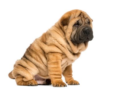 Shar-Pei Anti Aging Skin Routine, Reverse Aging Skin, Wrinkly Dog, Chinese Dog, Chinese Shar Pei, Anti Aging Wrinkles, Anti Aging Beauty, Anti Aging Moisturizer, Types Of Dogs