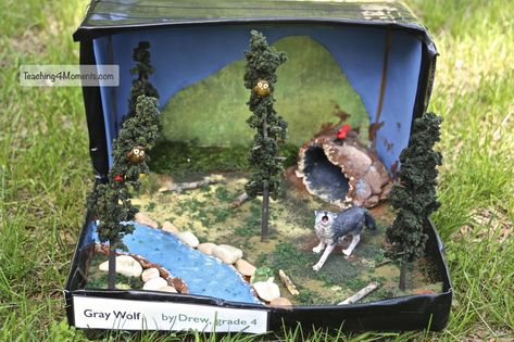 Wolf Diorama, Diorama Kids, Diarama Ideas, Habitats Projects, Animal Habitat, Diorama Ideas, Preschool Christmas Crafts, Gray Wolf, Fair Projects