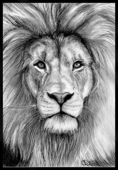 Lion Head Drawing, Face Pencil Drawing, Lion Face Drawing, Realistic Animal Drawings, Lion Sketch, Pencil Drawings Of Animals, Lion Drawing, Drawing Eye, 강아지 그림