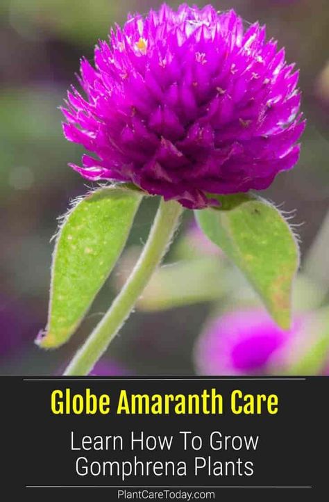 Globe Amaranth (Gomphrena Plant) compact annual, long-lasting evergreen flowers, narrow elliptic green leaves, globe-like appearance. Gomphrena Flowers In Pots, Globe Amaranth Flower, Gomphrena Flowers, Amaranth Plant, Amaranth Flower, Seed Garden, Globe Flower, Cut Garden, Hawaiian Plants