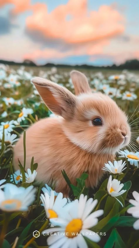 Cute Rabbit Wallpaper Aesthetic, Secret Life Of Rabbits, Worlds Cutest Animals, Tired Puppy, Creative Wallpapers, Rabbit Wallpaper, Animal Wallpapers, Cute Bunny Pictures, Animals And People