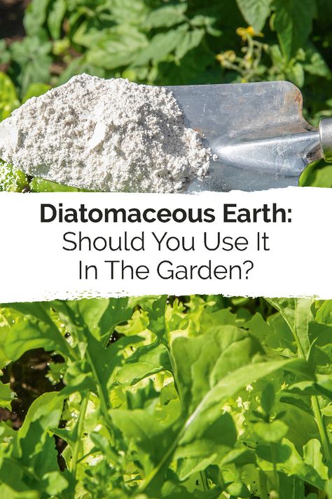 It's time to settle the debate: Should you be using diatomaceous earth in your garden? Find out in this blog post! Bee Activities, Swimming Pool Filters, Small Insects, Culture Magazine, Pool Filters, Diatomaceous Earth, Beneficial Insects, Aquatic Plants, Veggie Garden