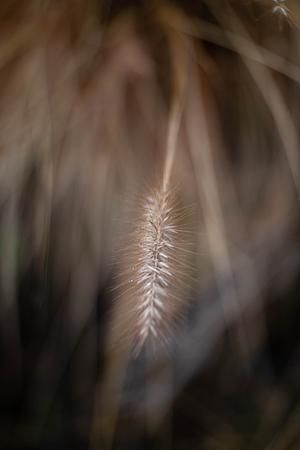 Close-up of a single foxtail grass spikelet, centrally positioned and in sharp focus against a soft, blurred background of similar grasses. The spikelet is highlighted by natural light that accentuates its delicate bristles and slender form, creating a contrast with the darker tones of the surrounding foliage. Foxtail Grass, Close Up, Nature Photography, Photography, Nature