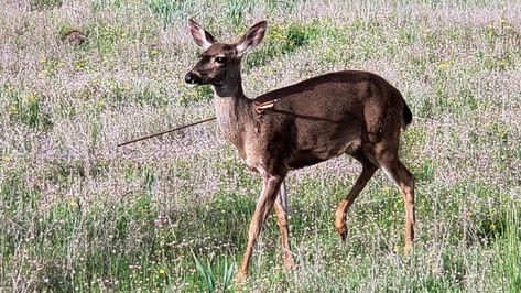 Deer in Oregon are walking around with arrows in their bodies ... Deer Shot, Shock Pictures, Oregon Lakes, Wildlife Biologist, Wild Deer, Deer Pictures, Jackson County, State Trooper, Southern Oregon