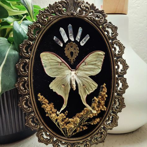 ✨️🌙A couple of little Luna Moth frames 🌙 ✨️ . . . . #vintageframes #lunamoth #mothart #insecttaxidermy #insectartist #insectart #witchvibes #witchstyle #darkacademia #macabre #vultureculture #localartist #cottagecore #uniqueart #vintagestyle #victorianstyle Pinned Moth, Oddity Crafts, Framed Bugs, Framed Moth, Bug Pinning, Bug Display, Oddities Art, Insect Pinning, Oddity Decor