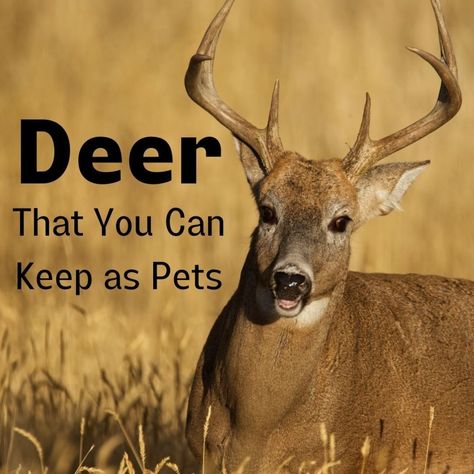 Here is a list of deer that people can own as pets in the exotic pet trade. Muntjac Deer, Pet Deer, Exotic Pet, Deer Species, Deer Hunting Tips, Wildlife Biologist, Hunting Tips, Whitetail Deer, Deer Hunting