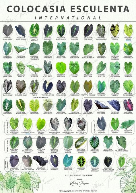 Plant Leaf Identification, Leaf Identification, Alocasia Plant, Elephant Ear Plant, Plant Care Houseplant, Inside Plants, Variegated Plants, Front Yard Landscaping Ideas, Yard Landscaping Ideas