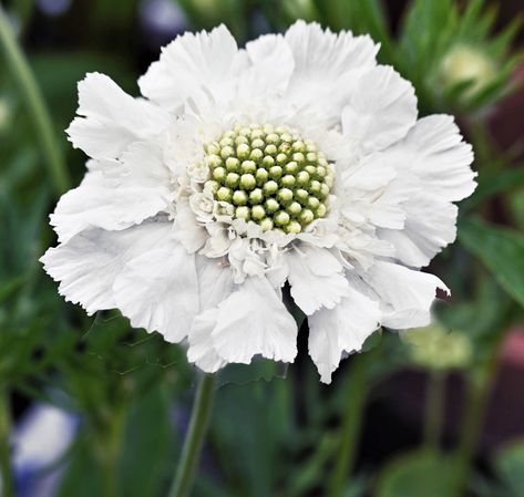 Scabiosa 'Scabious' Caucasica Fama White Flower White Scabiosa Flower, Scabiosa Caucasica, Seed Raising, Water Wise Plants, White Wedding Bouquets, Hardy Perennials, Blooming Plants, White Gardens, Veggie Garden