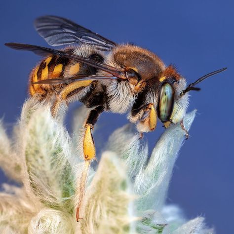 Wool Carder Bee, Body Shots, Full Body, Beautiful Nature, Insects, Bee, Wool, Animals, My Favorite