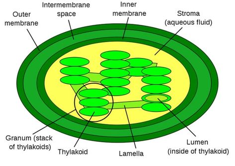 Chloroplast Drawing, Chloroplast Diagram, Photosynthesis Drawing, Light Reaction, Electron Transport Chain, Funny Lockscreen, Bullet Journal Cover Ideas, Diagram Design, Photosynthesis