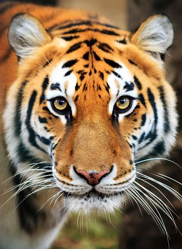 Bengal Tiger Wildlife - Free photo on Pixabay Tiger Art Drawing, Tiger Reference, Chinese New Year Art, Tiger Photography, Regard Animal, Tiger Images, Wild Animal Wallpaper, Wild Animals Photography, Panthera Tigris