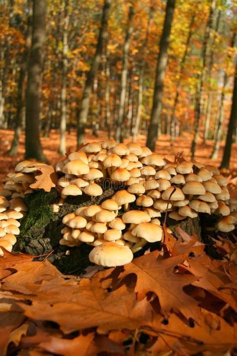 Autumn mushroom forest. Delicate mushrooms in the forest , #sponsored, #mushroom, #Autumn, #forest, #mushrooms, #Delicate #ad Autumn Cottagecore, Lichen Moss, Mushroom Pictures, Slime Mould, Mushroom Fungi, Wild Mushrooms, Autumn Forest, Autumn Aesthetic, Nature Aesthetic