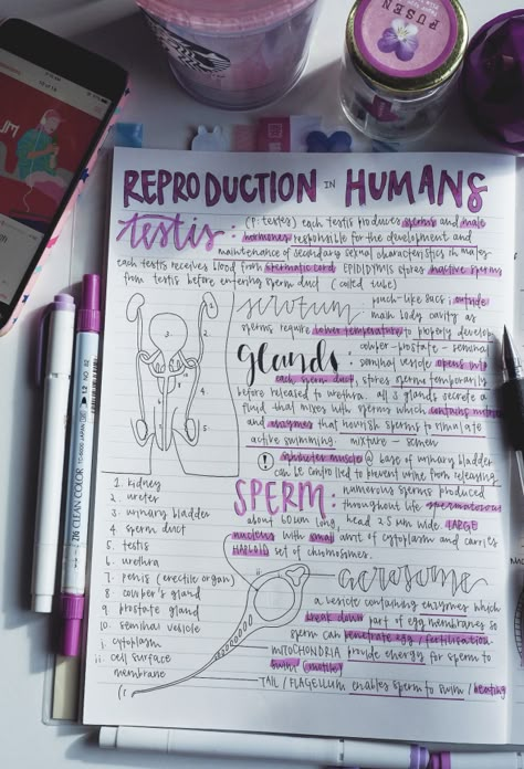 Reproductive System Nursing Notes, Human Reproductive System Notes, Male Reproductive System Notes, Human Reproduction Notes, Addicted To Studying, Reproduction In Humans, Reproduction Notes, Purple Notes, Med Notes