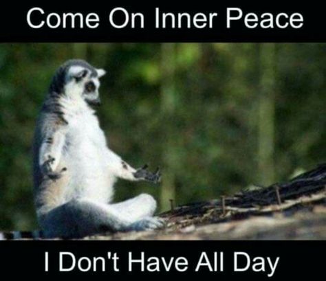 Inner Peace, what Inner Peace. Social Climber Quotes Sarcasm, Ecards Funny Sarcasm, Work Sarcasm, Someecards Funny, Short Funny Quotes, Sarcasm Quotes, Funny Positive Quotes, Funny Quotes Sarcasm, Funny Inspirational Quotes