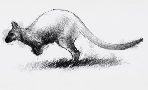 Artist Sean Briggs producing a sketch a day Wallaby bounce   ##art#drawing#sketch ##wallabyhttp://etsy.me/1rARc0J Bounce Sketch, Wallaby Drawing, Bus Mural, Inktober Ideas, Art Drawing Sketch, Drawing Animals, Sketch A Day, Journal Aesthetic, Drawing Sketch