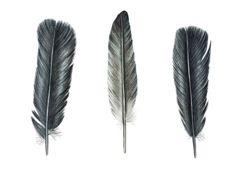 Laura Ashton : Pigeon Feathers Pigeon Feather Tattoo, Feather Drawings, Pigeon Feather, Feather Png, Svg Shapes, Feather Drawing, Eagle Feathers, Feather Painting, Feather Tattoo