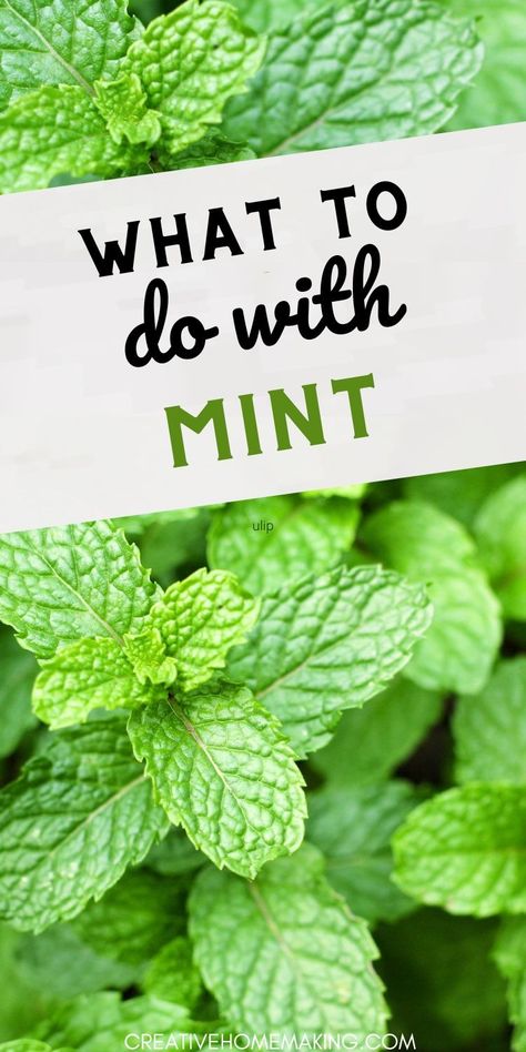 Explore the endless possibilities of cooking with mint! Whether you're whipping up a fragrant mint pesto, adding it to salads for a fresh twist, or creating delightful desserts, this herb can transform any dish. Dive into our collection of mint-inspired recipes and get ready to impress your taste buds! Recipes With Mint Leaves, Uses For Mint Leaves, Fresh Mint Recipes, Mint Recipes Fresh, Mint Leaves Benefits, Mint Pesto, Drying Mint Leaves, Mint Drink, Mint Garden