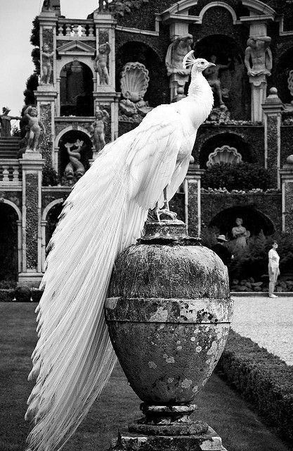 White Peacock, Isola Madre, Lake Maggiore, Italy | by Snowflake(SZ) Albino Peacock, Albino Animals, White Peacock, Night Circus, Black And White Photograph, Foto Art, Appaloosa, Pretty Birds, Quarter Horse