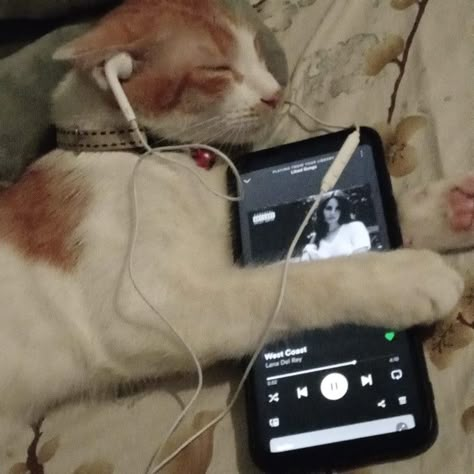 cat with music Cat With Earbuds, Cat Listening To Music Aesthetic, Cat Holding Phone, Kitty Listening To Music, Cat With Earphones, Cat With Phone, Cat Listening To Music, Cat Wearing Headphones, Cat With Headphones