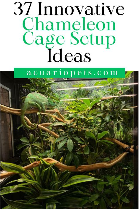 o you want to make something innovative for your chameleons? Then, you can take suggestions from this article that offers you 37 innovative chameleon cage setup ideas. These cage ideas will be the portrayal of your creativity, including the basic requirements to keep your chameleon happy. Also, DIYing these chameleon cages can save you money from spending on readymade chameleon enclosures. Jackson Chameleon Habitat, Chameleon Tank Ideas, Chameleon Set Up, Reptile Cage Ideas, Veiled Chameleon Enclosure Ideas, Chameleon Habitat Ideas, Chameleon Terrarium Ideas, Pet Camilion, Bioactive Chameleon Enclosure