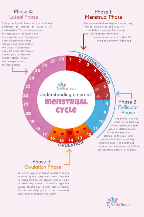 Hormone Nutrition, Menstrual Cycle Phases, Cycle Tracking, Menstruation Cycle, Period Cycle, Creative Backyard, Healthy Hormones, Menstrual Health, Feminine Health