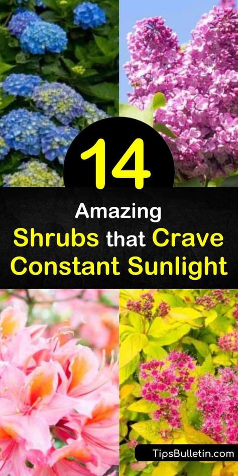 Best Flowering Bushes For Full Sun, Pink Bushes Flowering Shrubs, Best Shrubs For Full Sun, Full Sun Flowering Bushes, Low Growing Shrubs For Full Sun, Perennial Bushes And Shrubs, Bushes And Flowers In Front Of House, Best Shrubs For Front Of House Full Sun, Sunny Flower Bed Ideas Perennial Plant