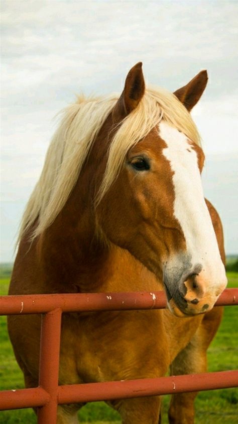 Belgian Draft, Belgian Draft Horse, Belgian Horse, Draft Horse, Big Horses, Chestnut Horse, Horses And Dogs, Draft Horses, Clydesdale