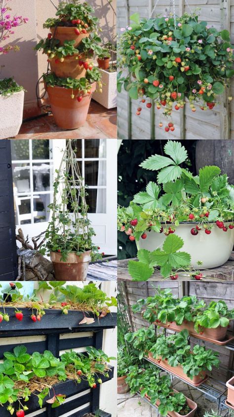 DIY Strawberry patch on your porch or balcony. Growing your own strawberries in a small pot. Compact gardening. Strawberry In Pots, Compact Gardening, Stacked Pots, Strawberry Pots, Bucket Gardening, Vertical Planter, Balcony Plants, Growing Strawberries, Strawberry Patch