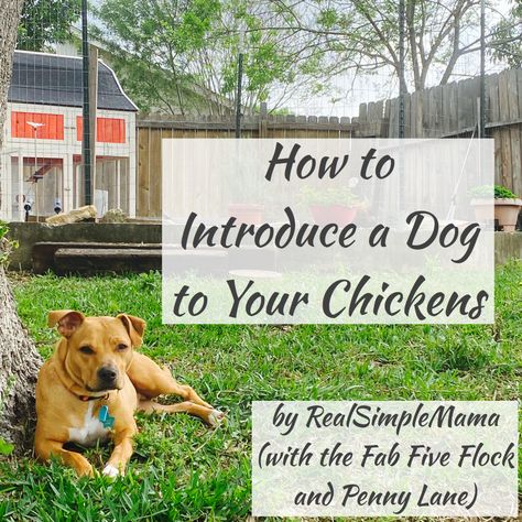 Omg Chicken, Socializing Dogs, Animal Family, Dog Whisperer, Free Range Chickens, Hobby Farm, Baby Chickens, Chicken Farm, Training Your Puppy