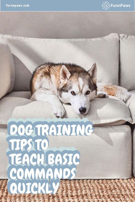 Dog Training Tips Dog Button Training, Dog Tricks Training Step By Step, How To Train Dogs, With And Without Makeup, Dog Commands Training, Train Dogs, Dog Commands, Dog Behavior Training, Positive Dog Training