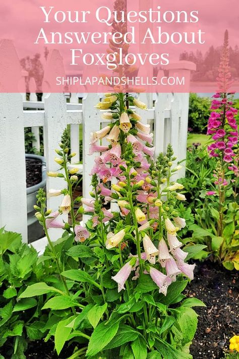 How much do you know about foxgloves? I'll answer some of the questions you may have about this fabulous flowering biennial and what you need to know about growing your own foxgloves in the garden. Foxglove Flower How To Grow, Foxglove Companion Plants, Foxgloves In Garden, Foxglove Care, Foxglove Garden, Foxglove Plant, Foxglove Flower, Fox Glove, Cabin Garden