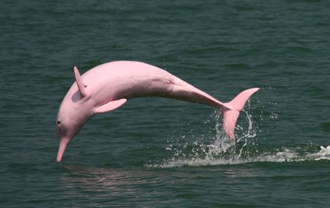 Amazon Rainforest Animals, Pink River Dolphin, Dolphin Facts, Pink River, River Dolphin, Rainforest Animals, Raccoon Dog, Pink Dolphin, Amazon River