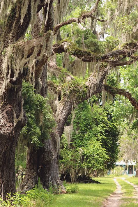 Huge oaks covered in Spanish moss and resurrection ferns line a dirt path leading to an old home. Georgia Barrier Islands, Ossabaw Island, Georgia Beaches, Cumberland Island, Georgia Coast, Southern Travel, Jekyll Island, Long Beards, Tybee Island