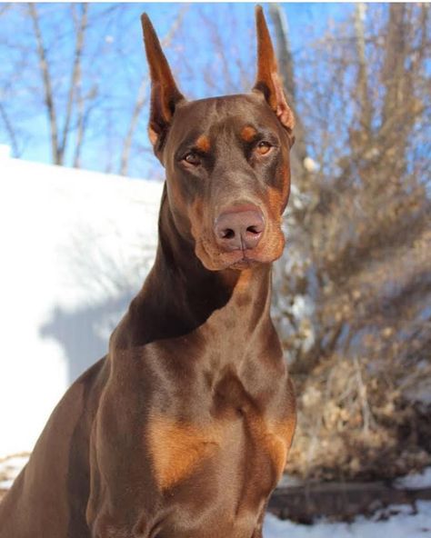 Doberman Pinscher on Instagram: “#dobe #doberman #dobermanpinscher #dobermaninstagram @doseofdex” Brown Doberman Aesthetic, Red Doberman Pinscher, Brown Doberman, Red Doberman, Black And Tan Terrier, German Pinscher, Doberman Pinscher Dog, Doberman Puppy, Dog Exercise