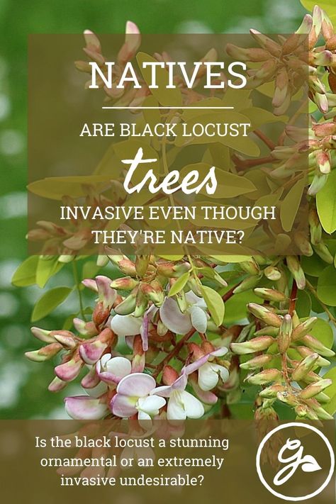 Few trees produce more abundantly beautiful flowers, or afford more pleasing contrast between the upper and lower surfaces of the leaves. But, is this tree desirable or too invasive for it's own good? Get the know how here. Black Locust Tree, Locust Tree, Flower Fragrance, Seed Bank, Ornamental Trees, Invasive Species, Shade Trees, Tree Roots, Fragrant Flowers