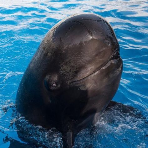 Long Finned Pilot Whale, Swimming With Whales, Whale Jumping Out Of Water, False Killer Whale, Southern Right Whale Dolphin, Pilot Whale, Hawaii Whale Watching, San Diego Zoo, Marine Mammals