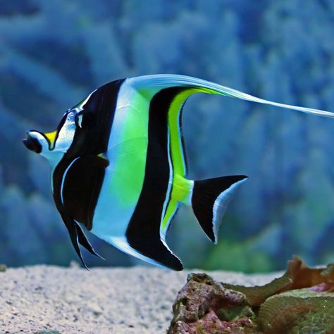 Coral Reef Animals, Moorish Idol, Body Check, Reef Shark, African Cichlids, Underwater Animals, Tropical Animals, Marine Aquarium, Marine Fish