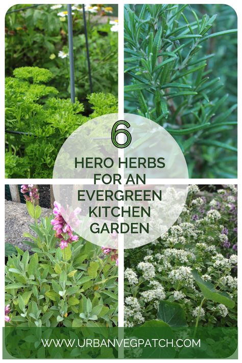 How to grow the best evergreen herbs for kitchen or garden. These food plants will grow through winter and all year round to supply your kitchen with an easy taste boost for your recipes. Perrenial Herbs, Evergreen Herbs, Harvesting Herbs, Herb Garden In Kitchen, Kitchen Herbs, Herb Garden Design, Perennial Herbs, Evergreen Plants, Veg Garden