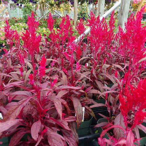 Dragons Breath Plant, Celosia Argentea, Bedding Plant, Paris Garden, Plant Encyclopedia, Goth Garden, Gothic Garden, Dragons Breath, Plant Information