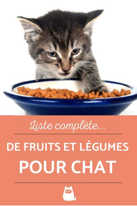 Cat Language, Cat Feeding, Croquettes, Cat Health, Pet Training, Cat Care, All About Cats, Maine Coon, Pet Health