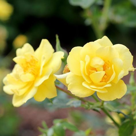 Landscaping With Roses, Ground Cover Roses, Yellow Plants, Shrub Roses, Proven Winners, Garden Shrubs, Simple Rose, Rose Trees, Planting Roses