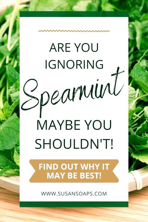 Fresh Spearmint Uses, Spearmint Uses, Spearmint Recipes, Peppermint Smell, Natural Mouthwash, Peppermint Plants, Mint Essential Oil, Pimples Remedies, Growing Healthy Hair