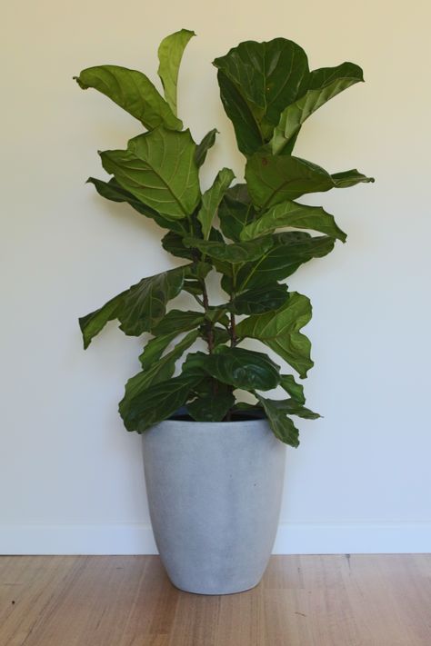 There is nothing more popular for 2018 than concrete planter pots a the Fiddle Leaf Fig - the perfect combination to stay on trend. Mens Apartment, Mens Apartment Decor, Men Apartment, Concrete Planter, Concrete Pots, Fiddle Leaf, Future Apartment, Fiddle Leaf Fig, Concrete Planters