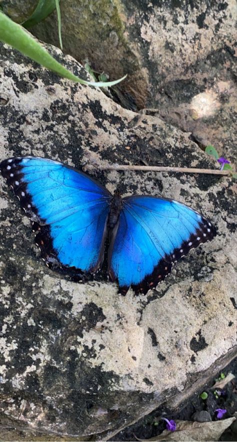 pretty blue butterfly perched on a rock Blue Buterfluffy, Butterfly Pictures, Blue Butterfly, Beautiful Blue, Butterflies, Collage, Animals, Pins, Blue