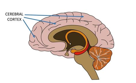 Cerebral Cortex Brain, Frontal Lobe Function, Embryonic Development, Cerebral Cortex, Frontal Lobe, Brain Anatomy, Proper Hygiene, Biomedical Engineering, Gray Matters