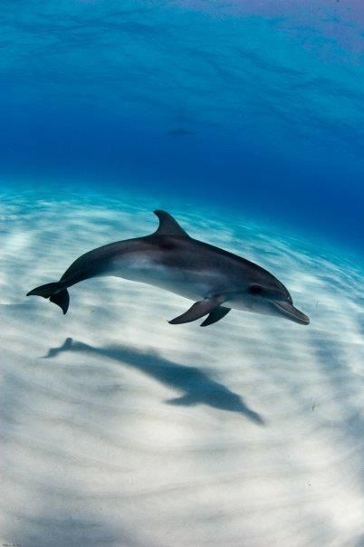 Dolphin Photos, Glory Be, Wild Animals Pictures, Underwater Animals, A Dolphin, Beautiful Sea Creatures, Water Animals, Marine Animals, Ocean Creatures